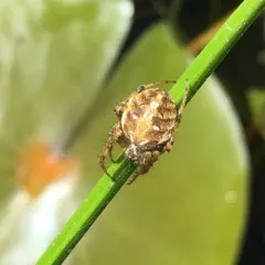 Arabesque Orbweaver thumbnail 1