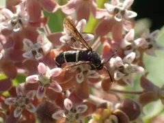 Dusky Clearwing Moth thumbnail 2