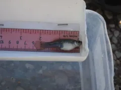Green Swordtail thumbnail 4