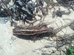 Hairy Seaweed thumbnail 3
