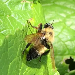 Eastern Yellow-backed Laphria thumbnail 3