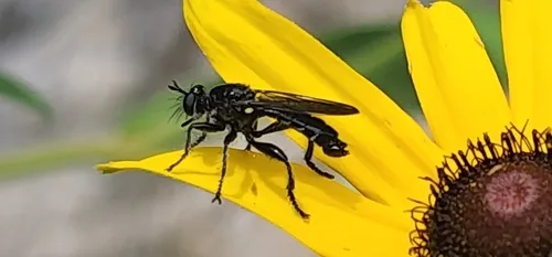 Dagger Laphria