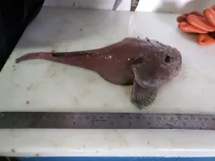 Pallid Sculpin thumbnail 2