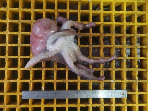 Warty Octopus