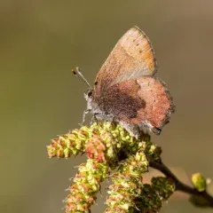 Brown Elfin thumbnail 1