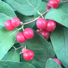 Morrow's honeysuckle thumbnail 5