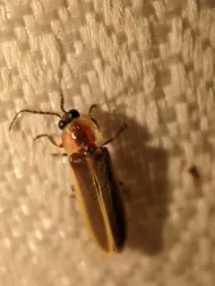 Photinus ardens thumbnail 2