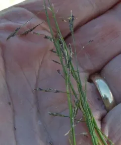 european alkali grass thumbnail 2