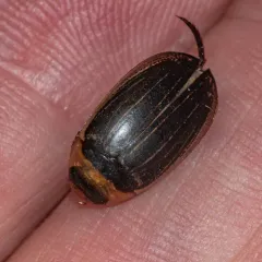 Hydaticus aruspex thumbnail 4