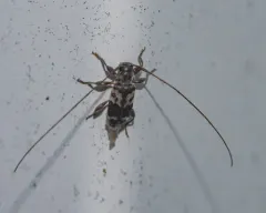 Urgleptes facetus thumbnail 3