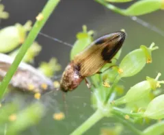 Stropenron hamata thumbnail 4