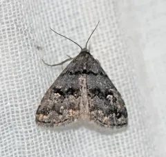 Dyspyralis nigellus thumbnail 2