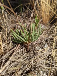 prairie fameflower thumbnail 2