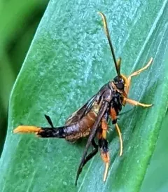 Clematis Clearwing Moth thumbnail 2