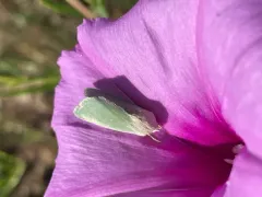Schinia simplex thumbnail 3