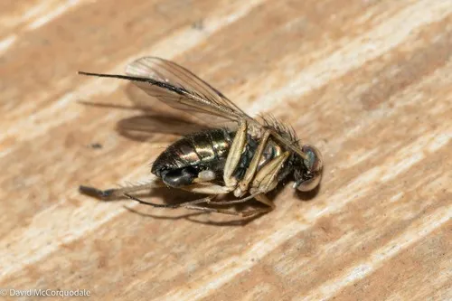 Dolichopus setosus