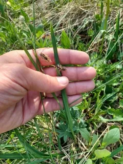 short-stalk sedge thumbnail 3