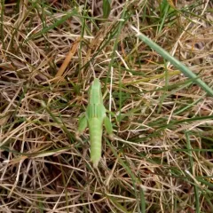 Short-winged Green Grasshopper thumbnail 4