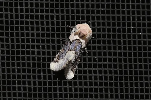 Triocnemis saporis