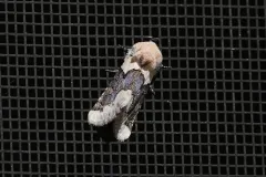 Triocnemis saporis thumbnail 1