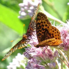 Meadow Fritillary thumbnail 2