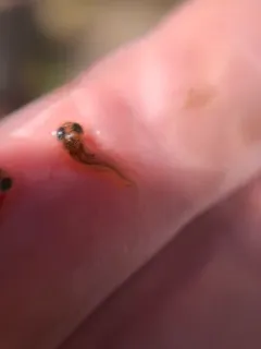 Guppy thumbnail 3