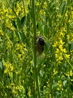 Okanagana annulata thumbnail 2