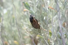 Okanagana annulata thumbnail 3