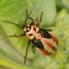 Small Milkweed Bug thumbnail 1