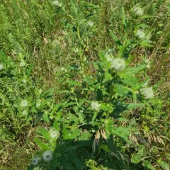 Tall Thistle thumbnail 2