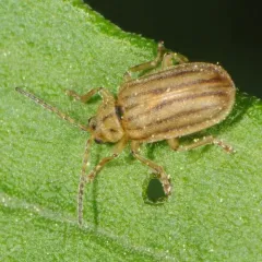 Crowded Leaf Beetle thumbnail 4