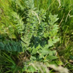 western false gromwell thumbnail 3