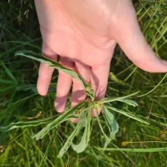 Sawtooth Sunflower Midge thumbnail 3