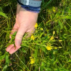 narrow-leaved loosestrife thumbnail 3