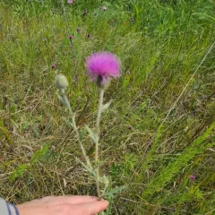 Flodman's thistle thumbnail 3