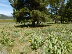 woolly mule's ears thumbnail 2