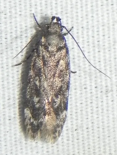 Gelechia versutella