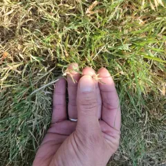 buffalograss thumbnail 2