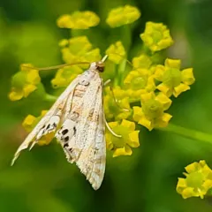 Two-banded Petrophila thumbnail 3