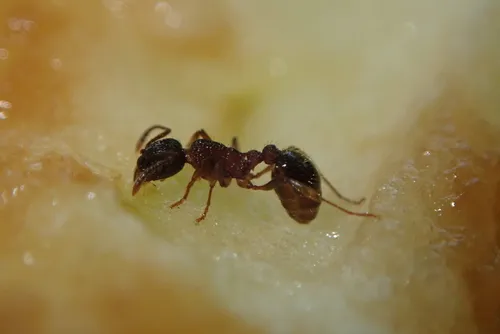 Wide-faced Ant