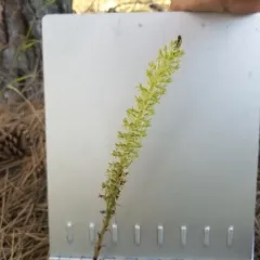 Denseflower Rein Orchid thumbnail 2