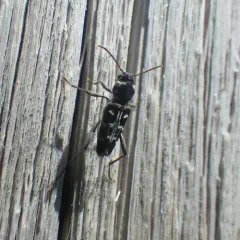 Xylotrechus integer thumbnail 2