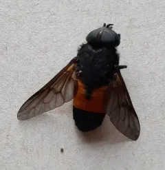 Hybomitra cincta thumbnail 2