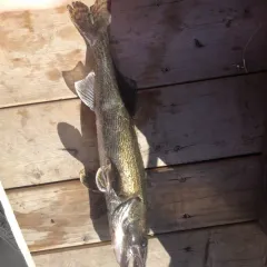 Sauger thumbnail 4