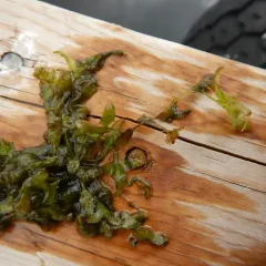 Ivy-leaved Duckweed thumbnail 4