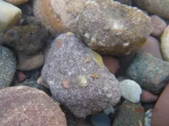Sigara lineata thumbnail 1