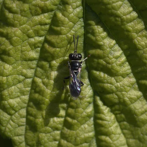 Clitemnestra bipunctata