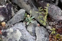 Alaska Starwort thumbnail 2