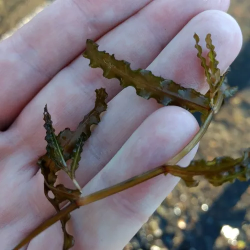 Curly-leaf Pondweed