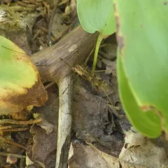 Metalimnobia hudsonica thumbnail 1